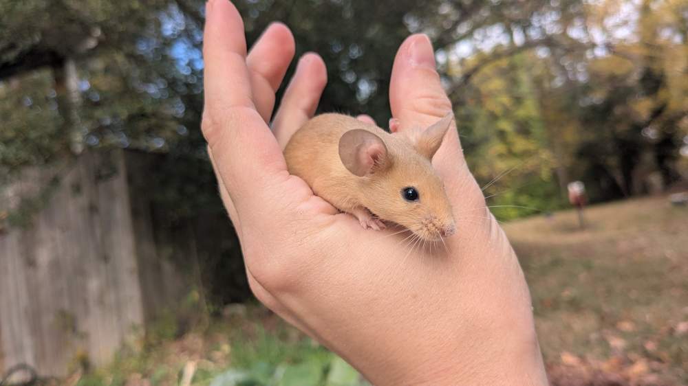 Fancy mouse Breeder Mus musculus 