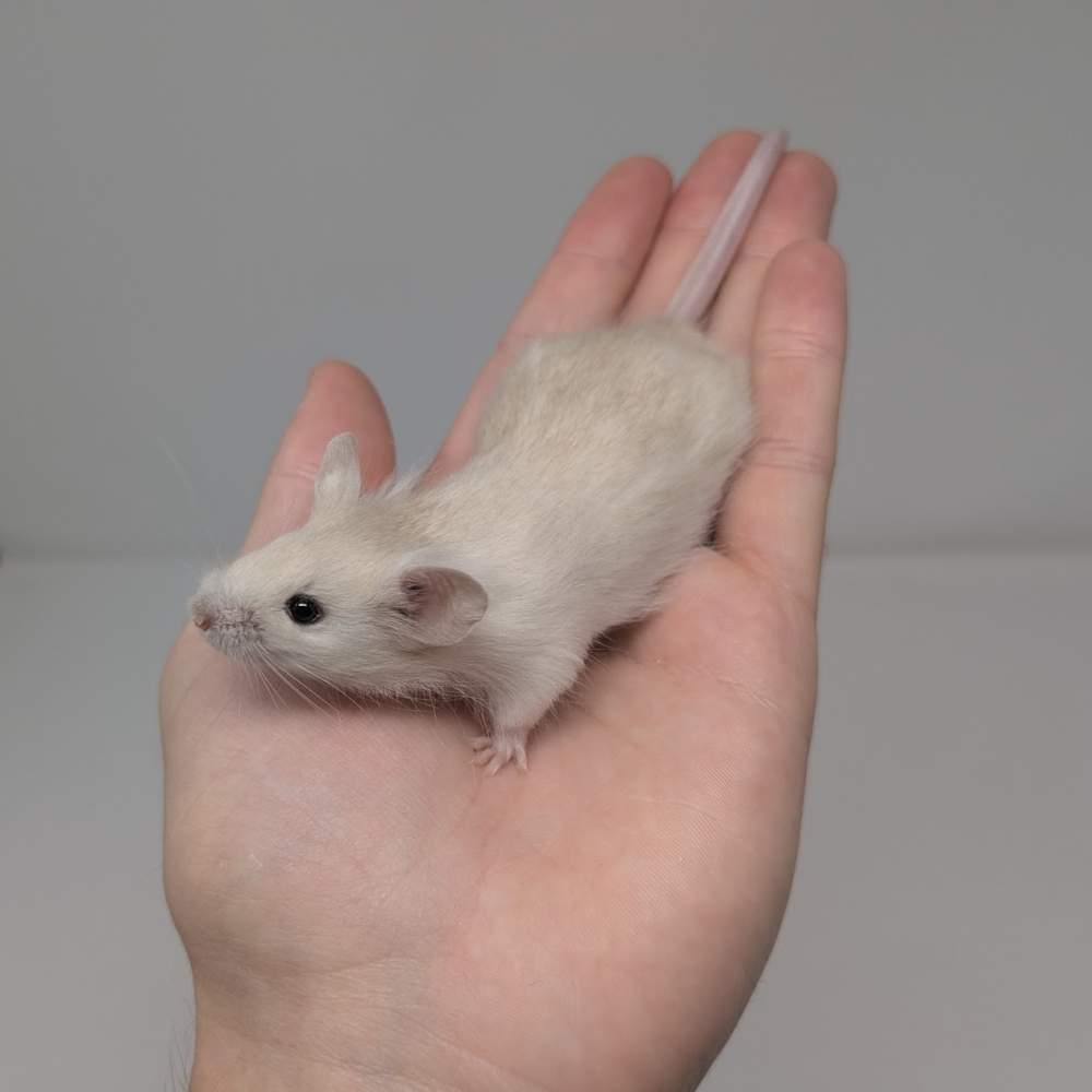 Fancy mouse Breeder Mus musculus 