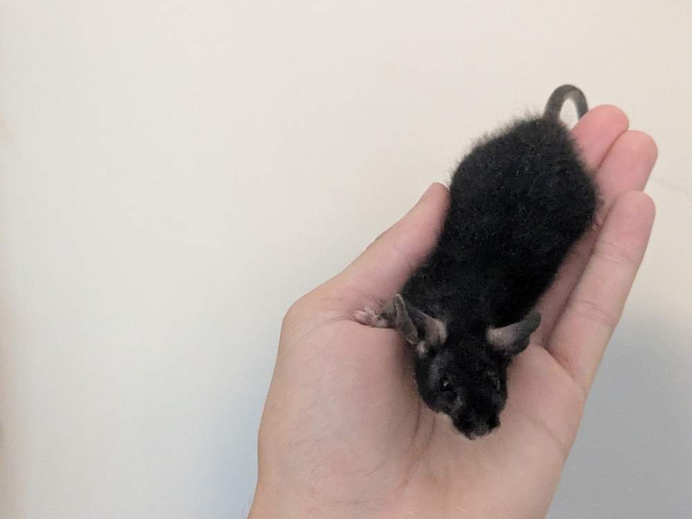Fancy mouse Breeder Mus musculus 