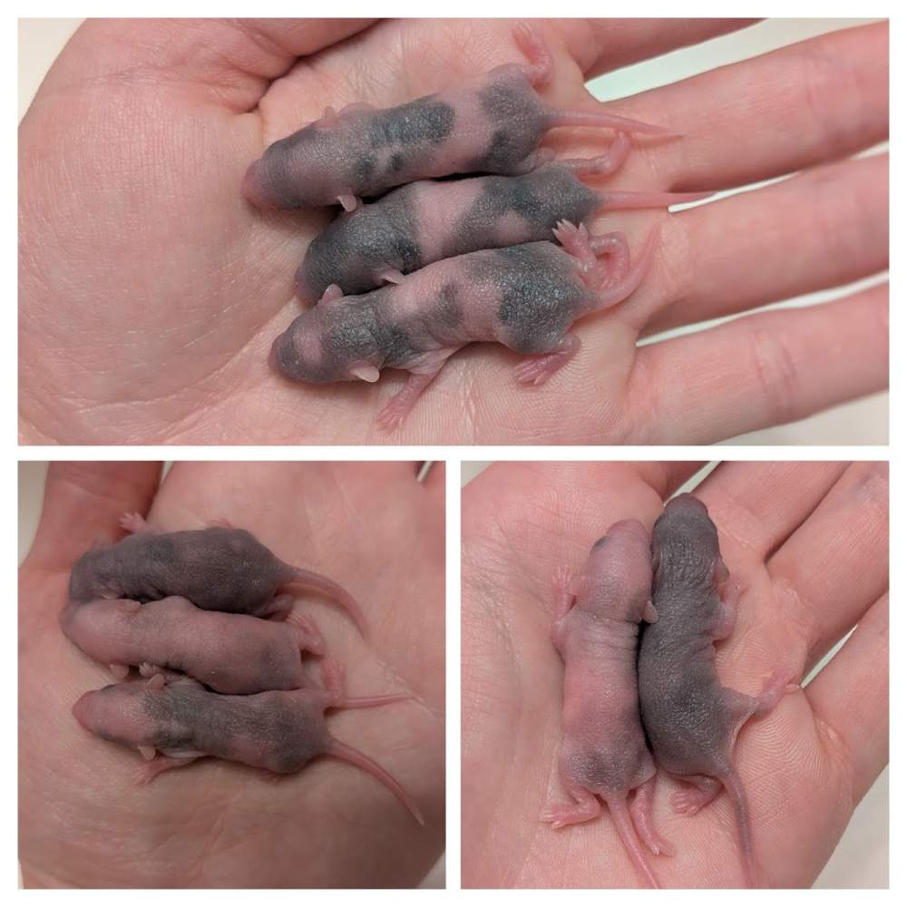 Fancy mouse Pet only Mus musculus 