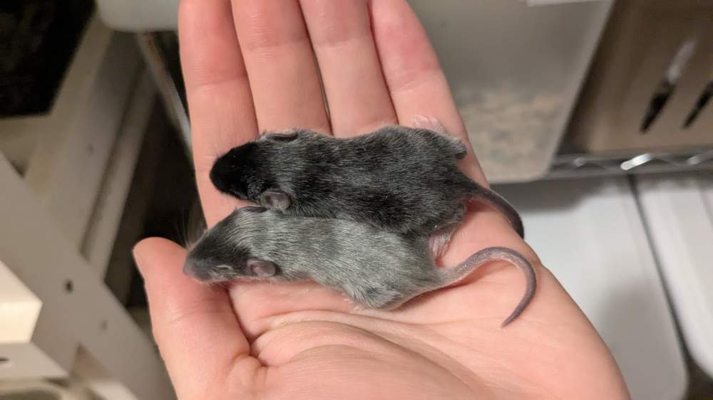 Fancy mouse Deceased Mus musculus 