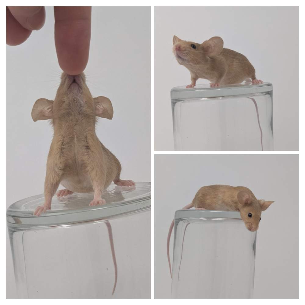 Fancy mouse Breeder Mus musculus 