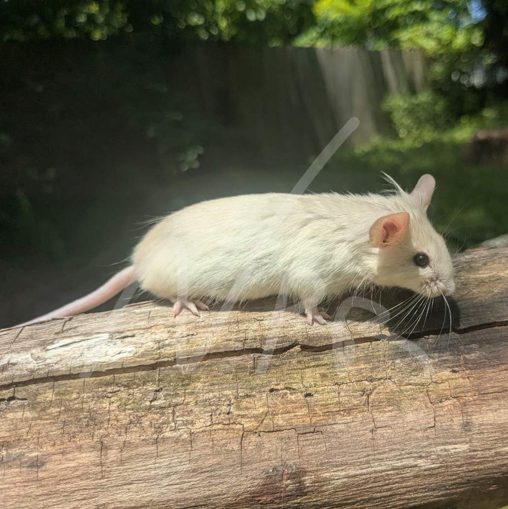 Fancy mouse Breeder Mus musculus 
