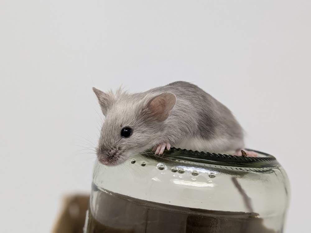 Fancy mouse Available for rehoming Mus musculus 