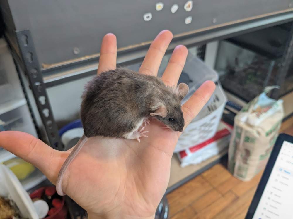 Fancy mouse Breeder Mus musculus 