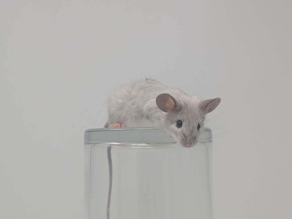 Fancy mouse Available for rehoming Mus musculus 