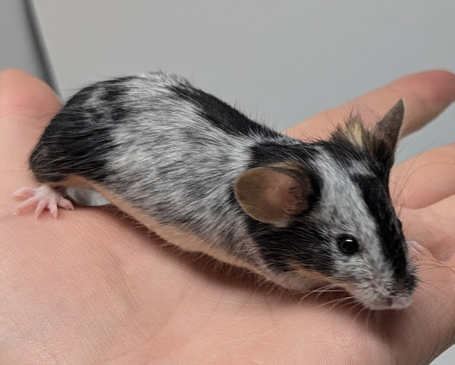 Fancy mouse Owned by other Mus musculus 
