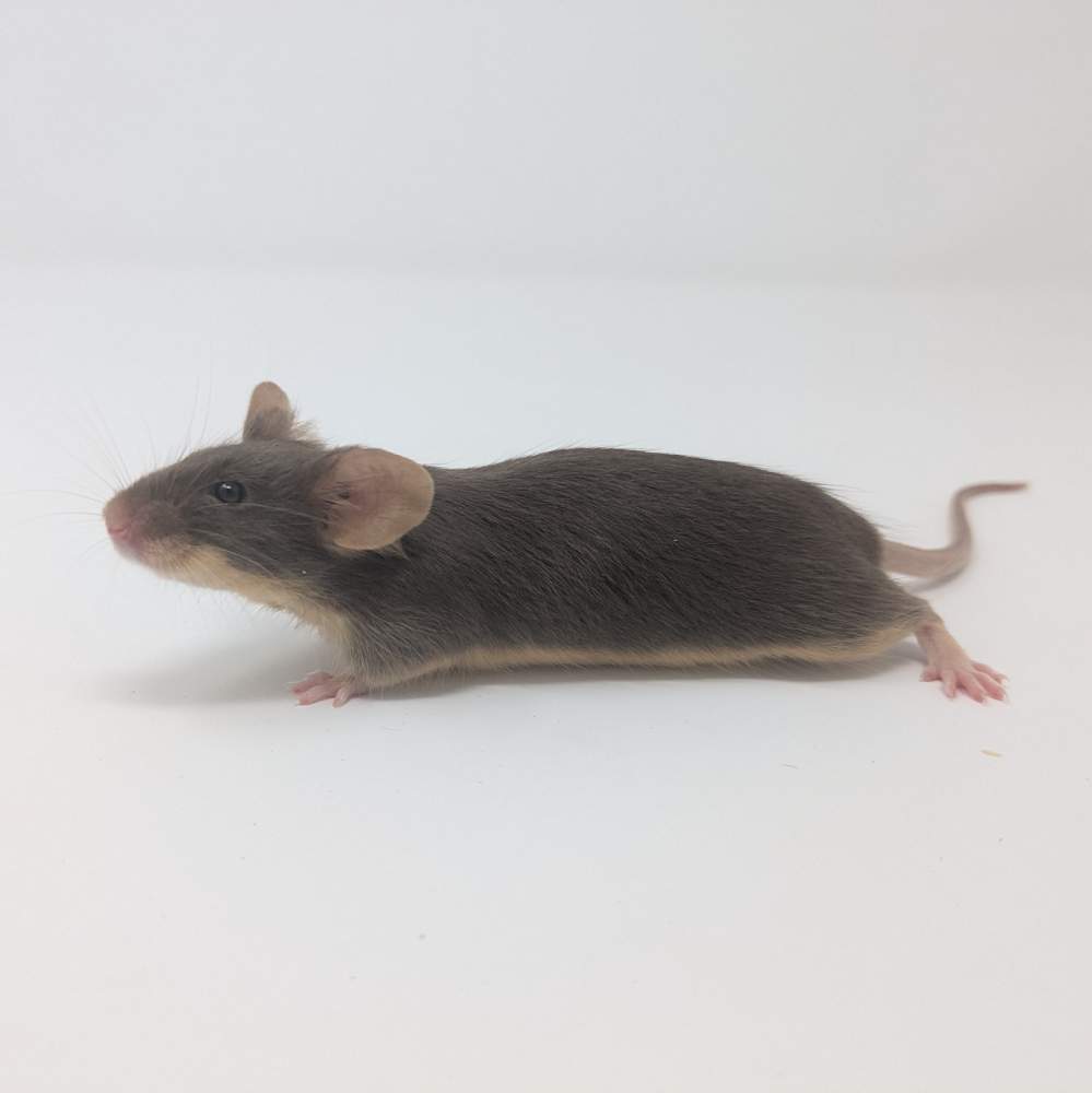 Fancy mouse Owned by other Mus musculus 