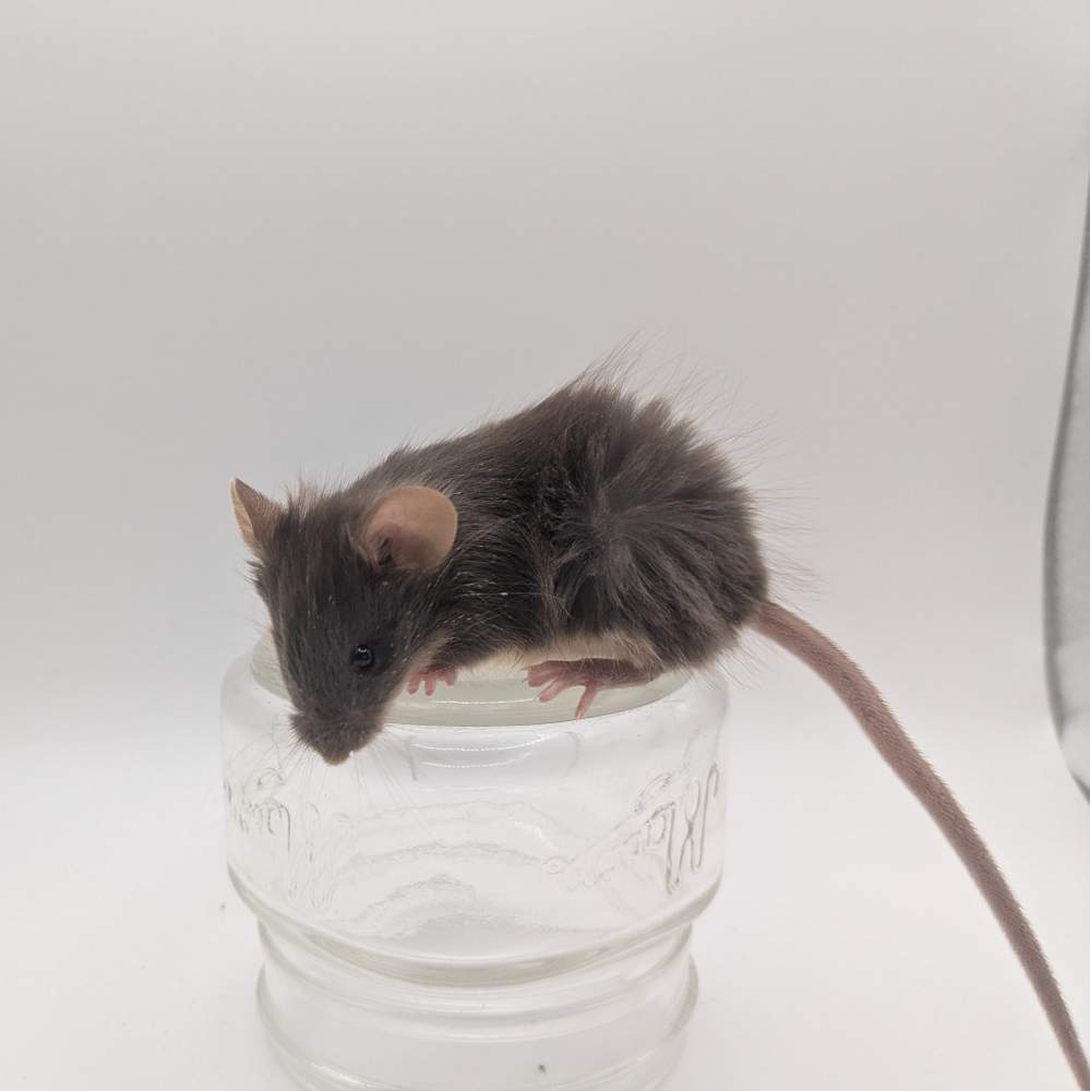 Fancy mouse Owned by other Mus musculus 