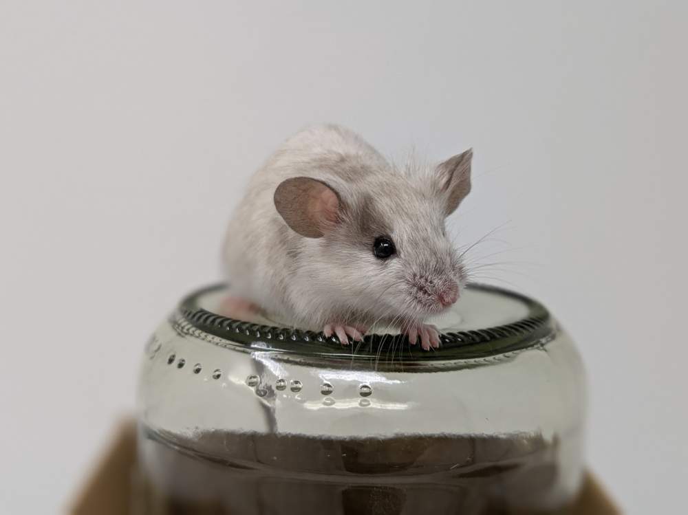 Fancy mouse Available for rehoming Mus musculus 