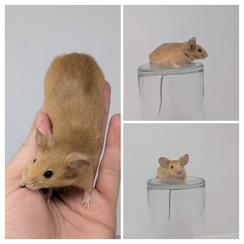 Fancy mouse Breeder Mus musculus 