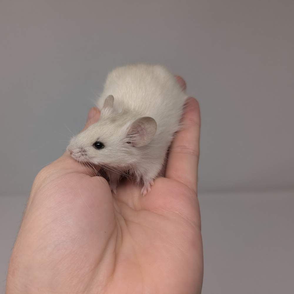 Fancy mouse Breeder Mus musculus 
