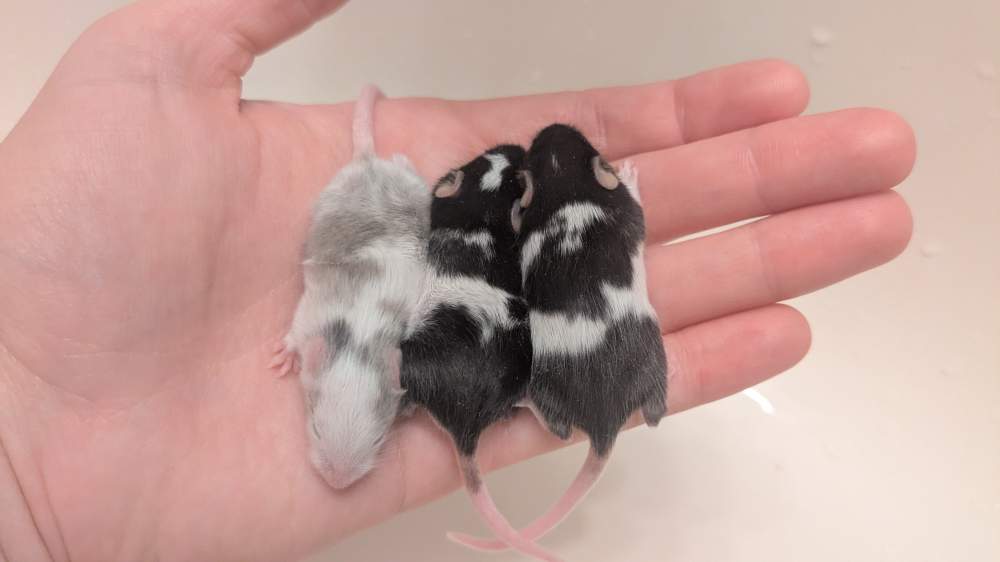 Fancy mouse Breeder Mus musculus 