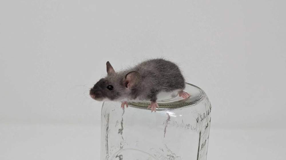Fancy mouse Owned by other Mus musculus 