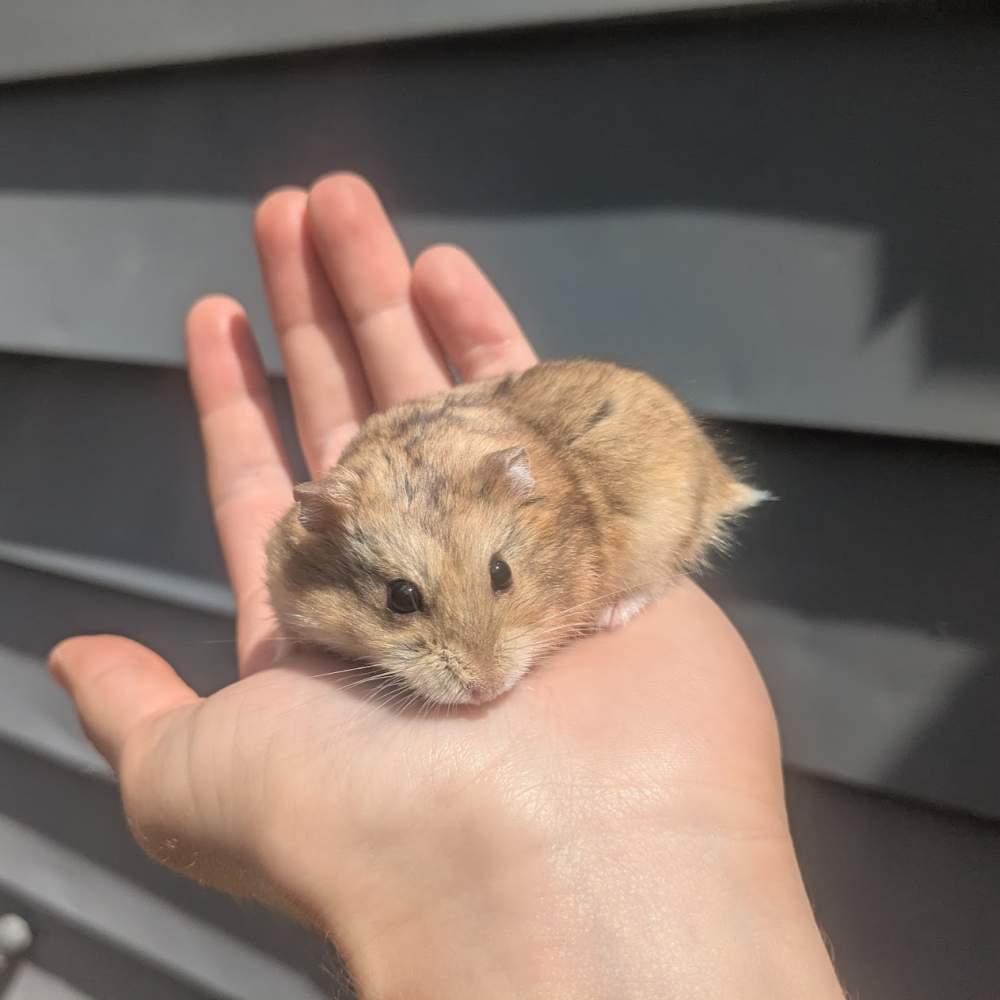 Campbells dwarf hamster Deceased Phodopus campbelli 