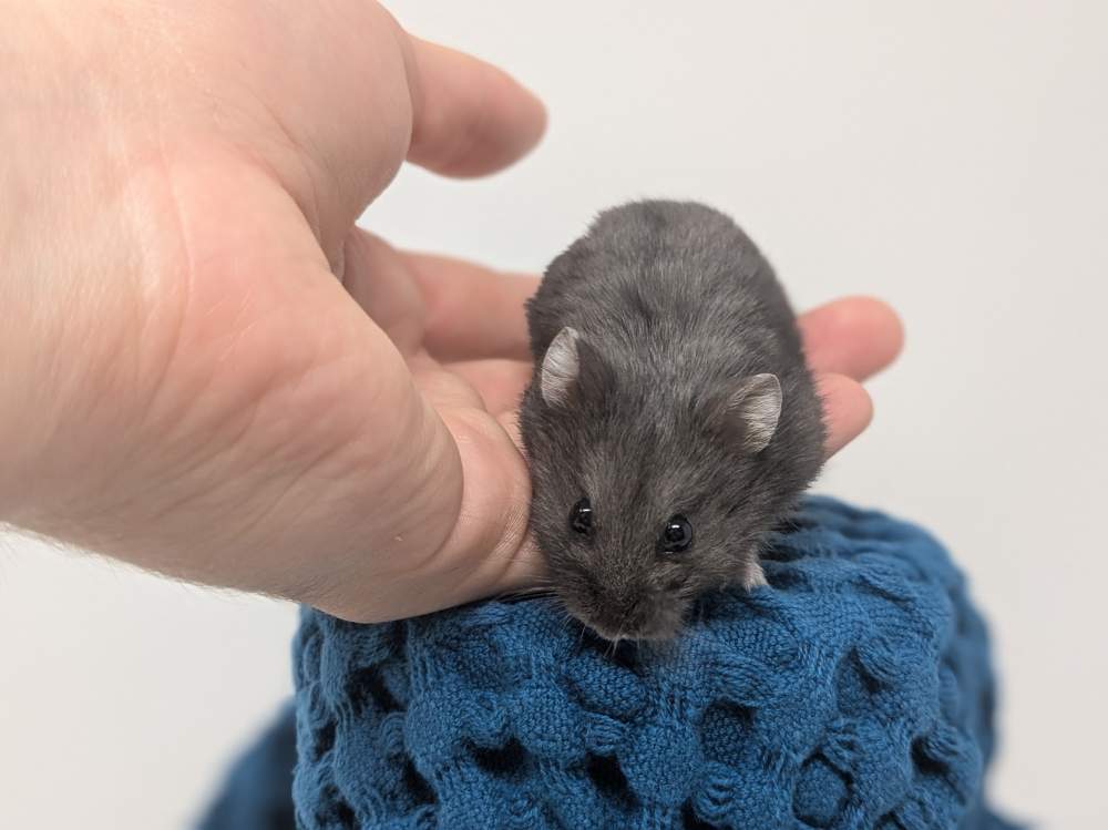 Campbells dwarf hamster Pet only Phodopus campbelli 