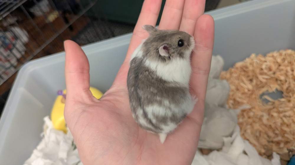 Campbells dwarf hamster Breeder Phodopus campbelli 