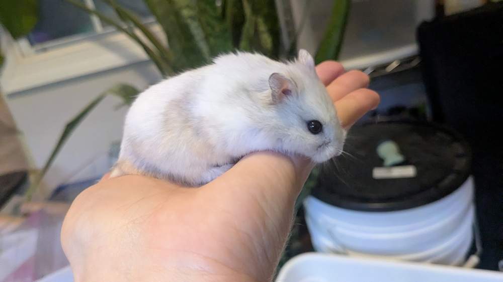 Campbells dwarf hamster Breeder Phodopus campbelli 