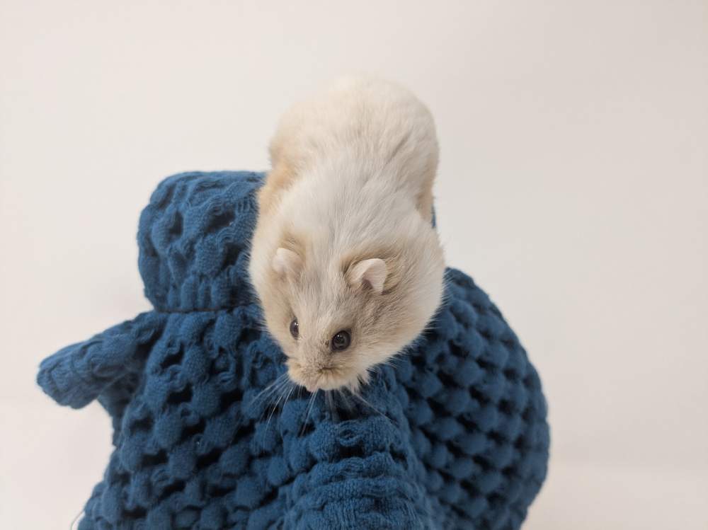 Campbells dwarf hamster Deceased Phodopus campbelli 