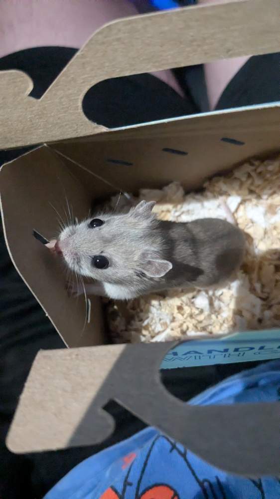 Chinese hamster Pet only Cricetulus griseus 