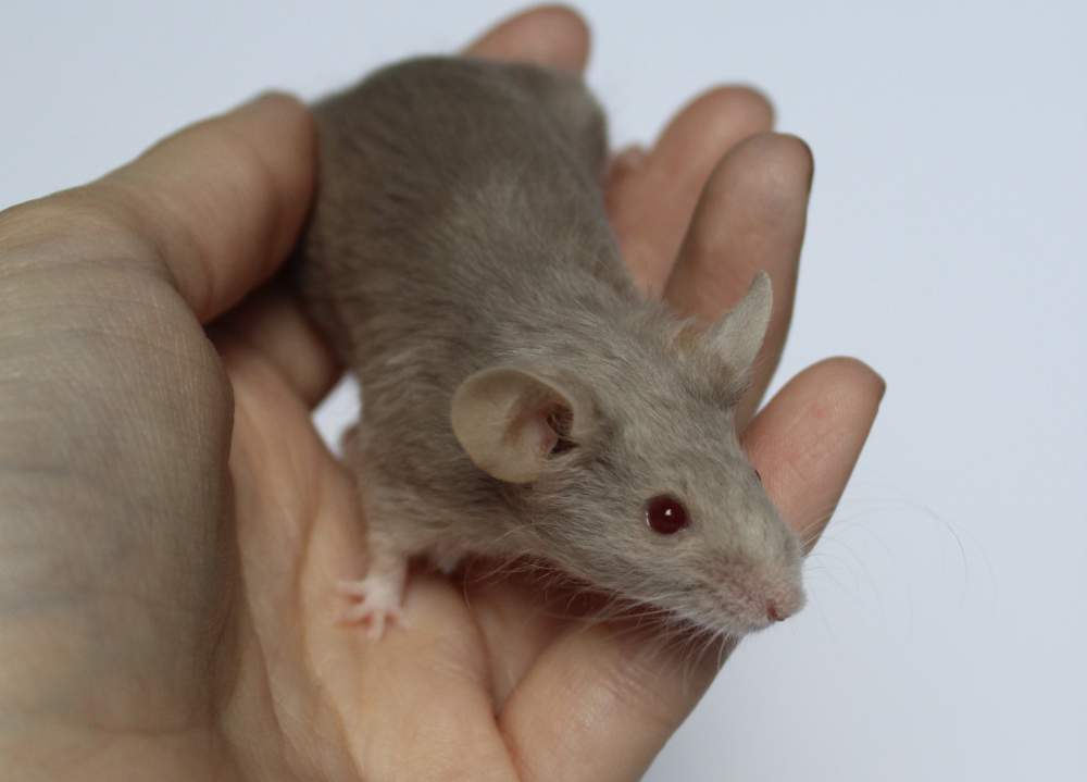 Fancy mouse Pet only Mus musculus 