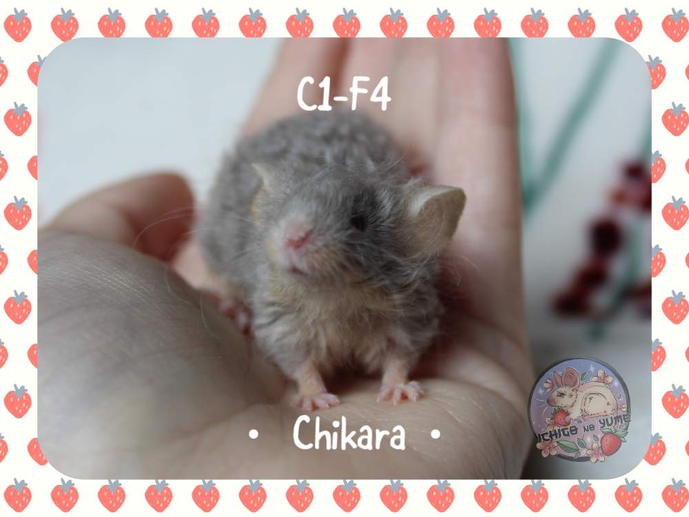 Fancy mouse Owned by other Mus musculus 