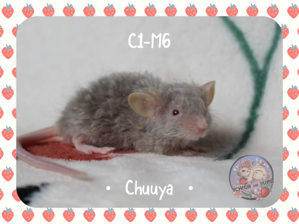 Fancy mouse Pet only Mus musculus 