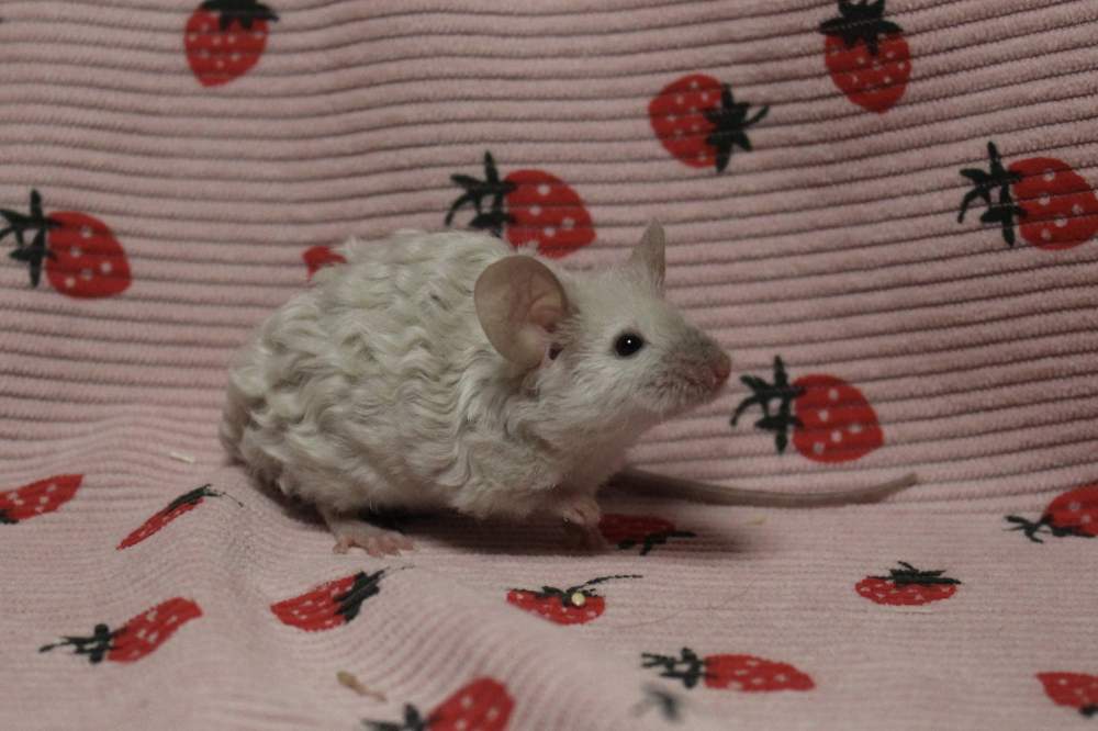 Fancy mouse Breeder Mus musculus 
