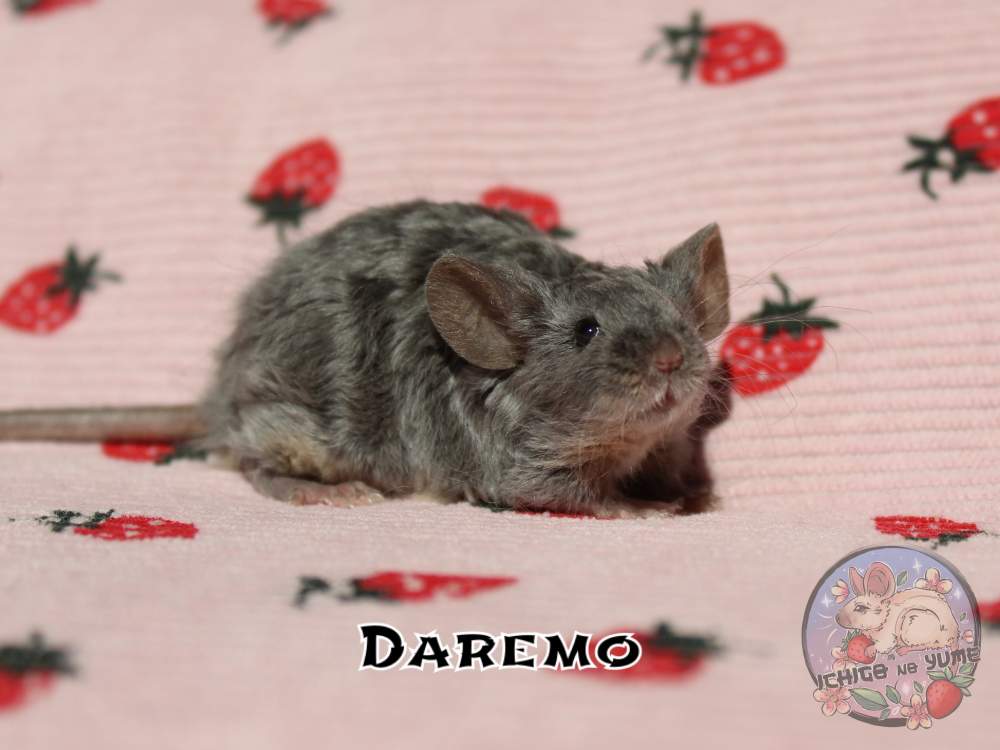 Fancy mouse Breeder Mus musculus 