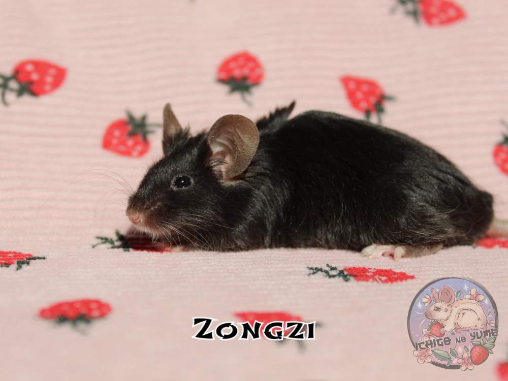 Fancy mouse Breeder Mus musculus 