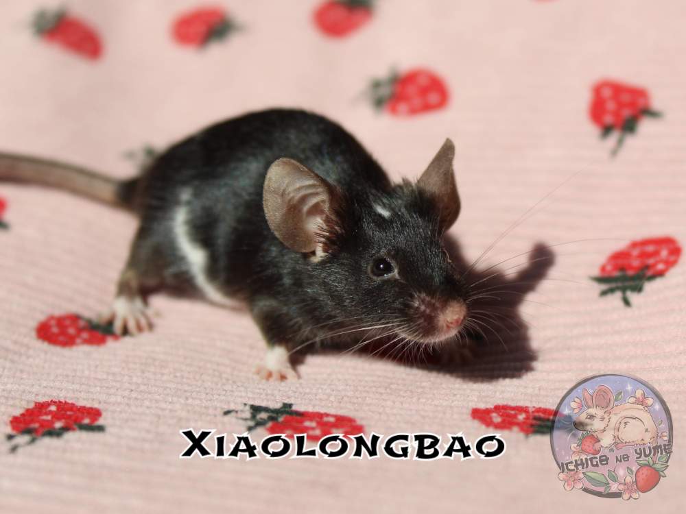 Fancy mouse Breeder Mus musculus 