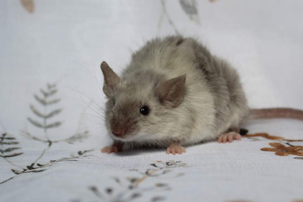 Fancy mouse Breeder Mus musculus 