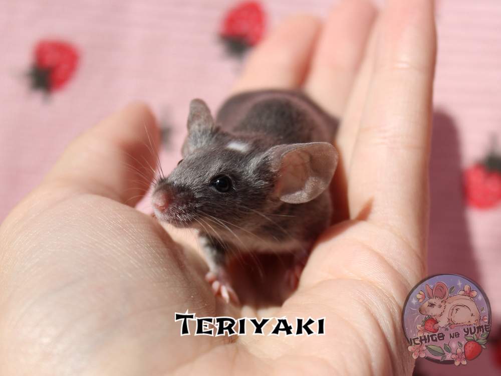 Fancy mouse Breeder Mus musculus 