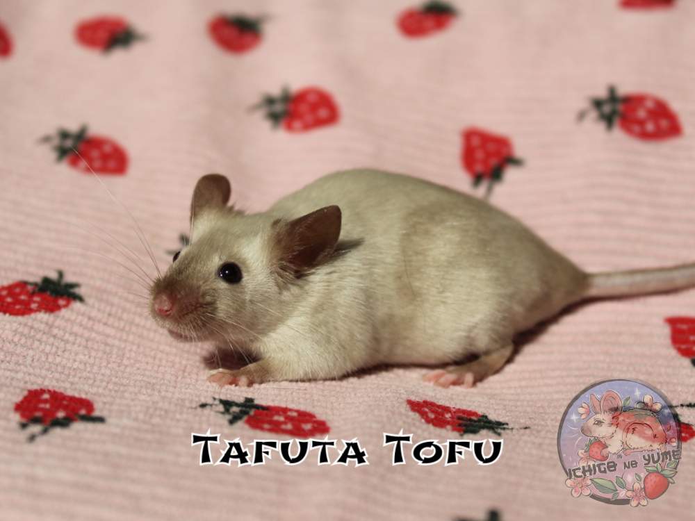 Fancy mouse Breeder Mus musculus 