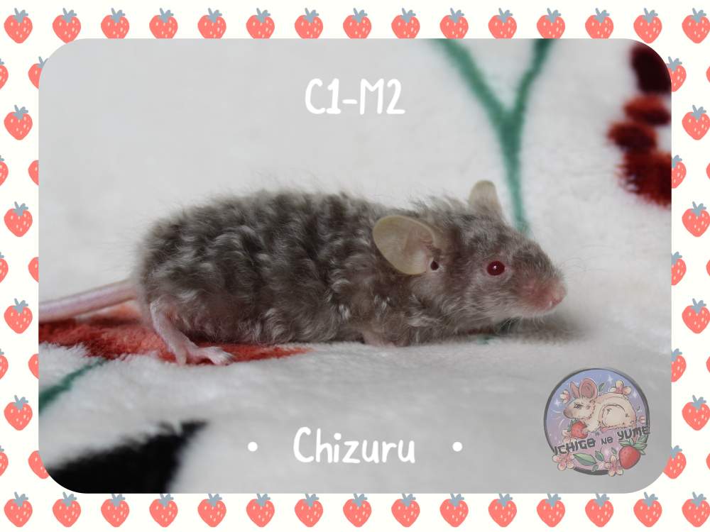 Fancy mouse Pet only Mus musculus 