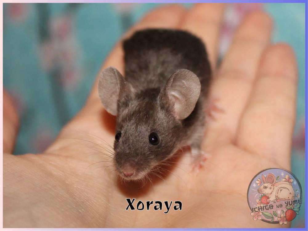 Fancy mouse Breeder Mus musculus 