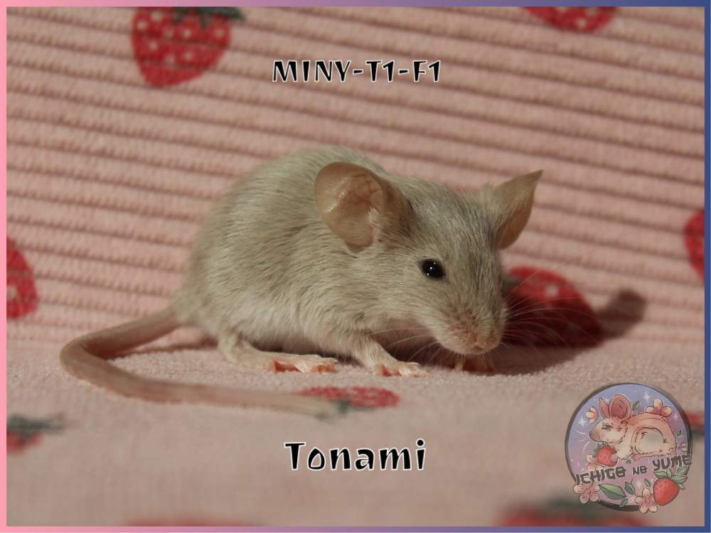 Fancy mouse Pet only Mus musculus 