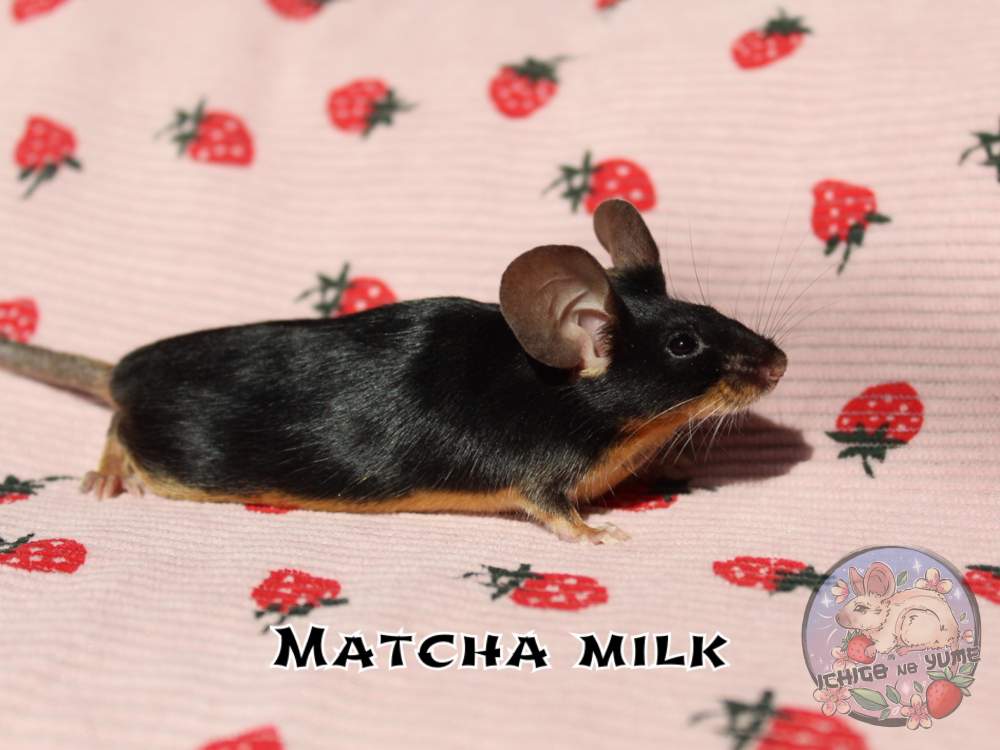 Fancy mouse Breeder Mus musculus 