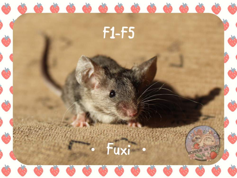 Fancy mouse Breeder Mus musculus 