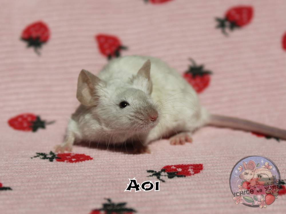 Fancy mouse Breeder Mus musculus 