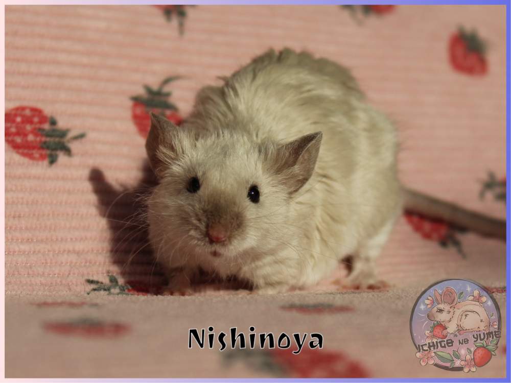 Fancy mouse Breeder Mus musculus 