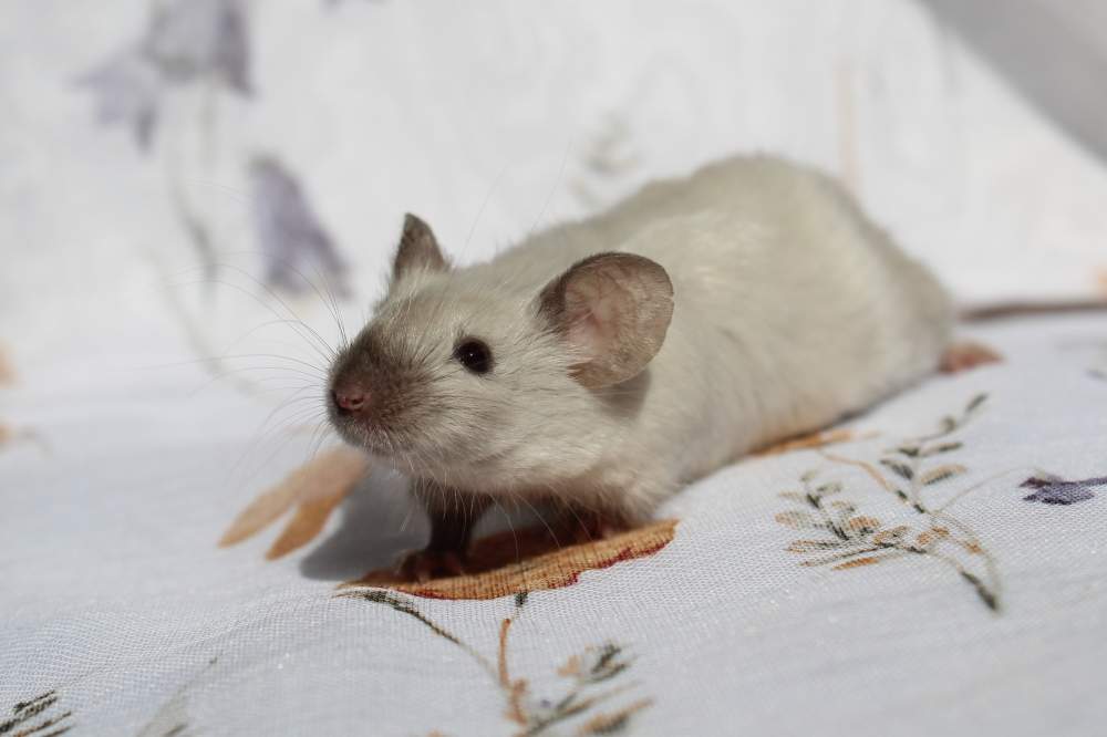 Fancy mouse Breeder Mus musculus 