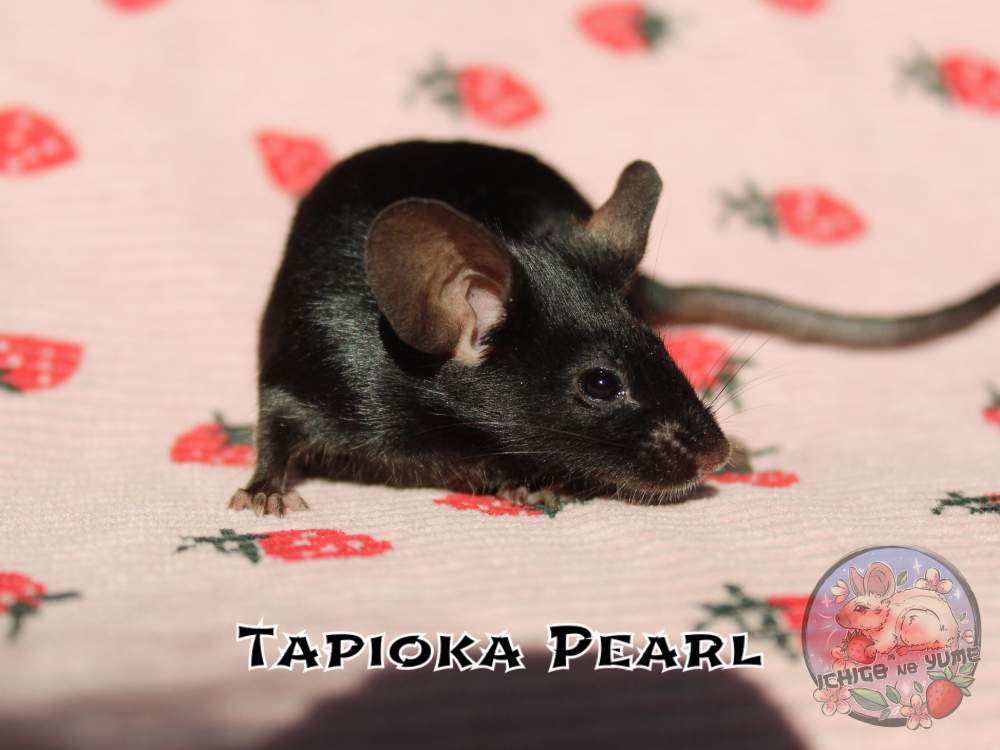 Fancy mouse Breeder Mus musculus 