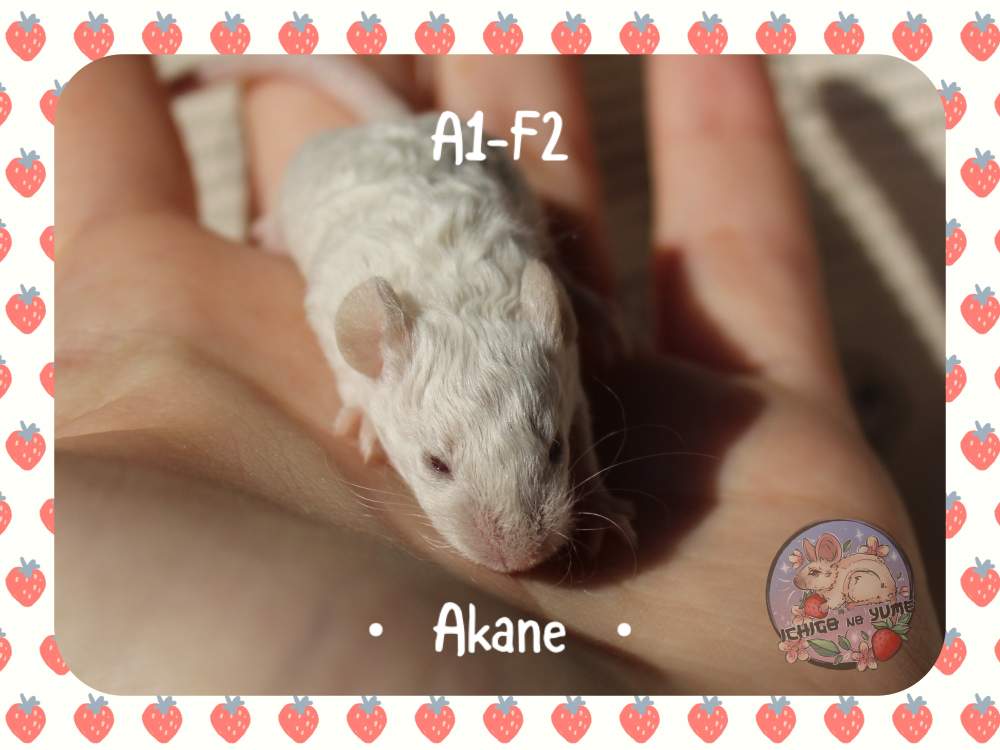 Fancy mouse Pet only Mus musculus 