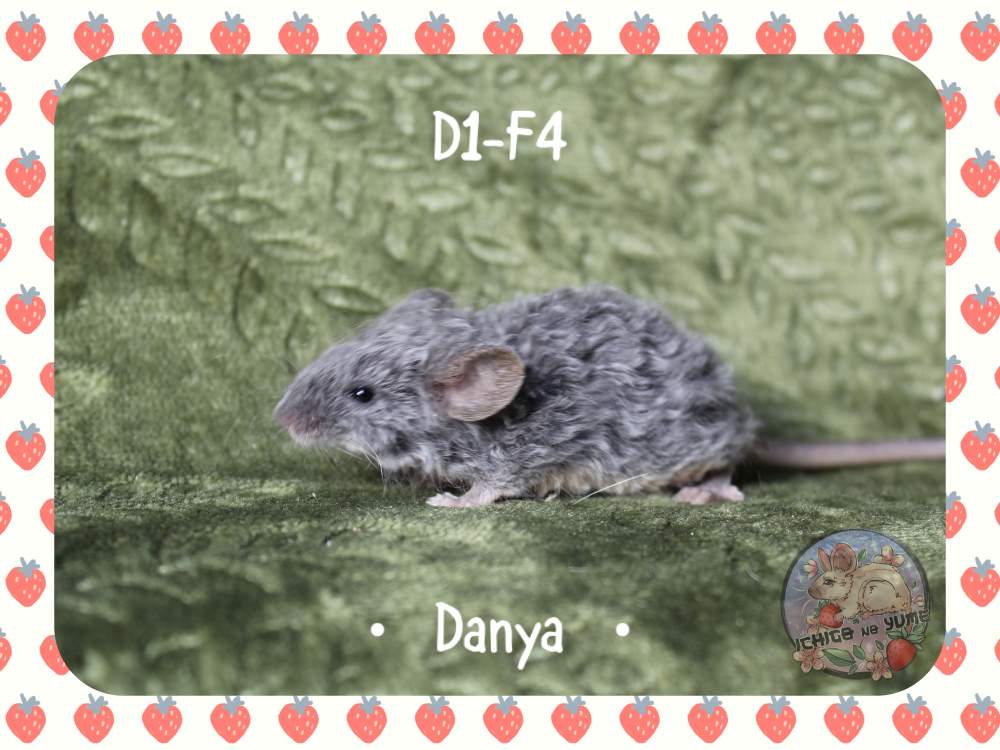 Fancy mouse Pet only Mus musculus 