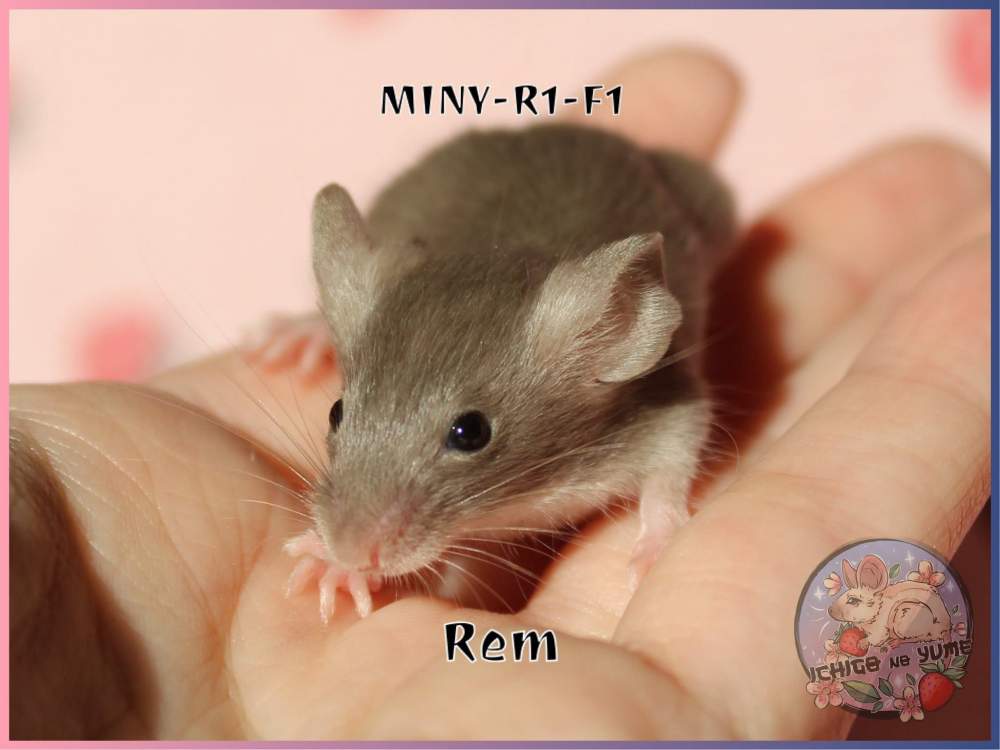 Fancy mouse Pet only Mus musculus 