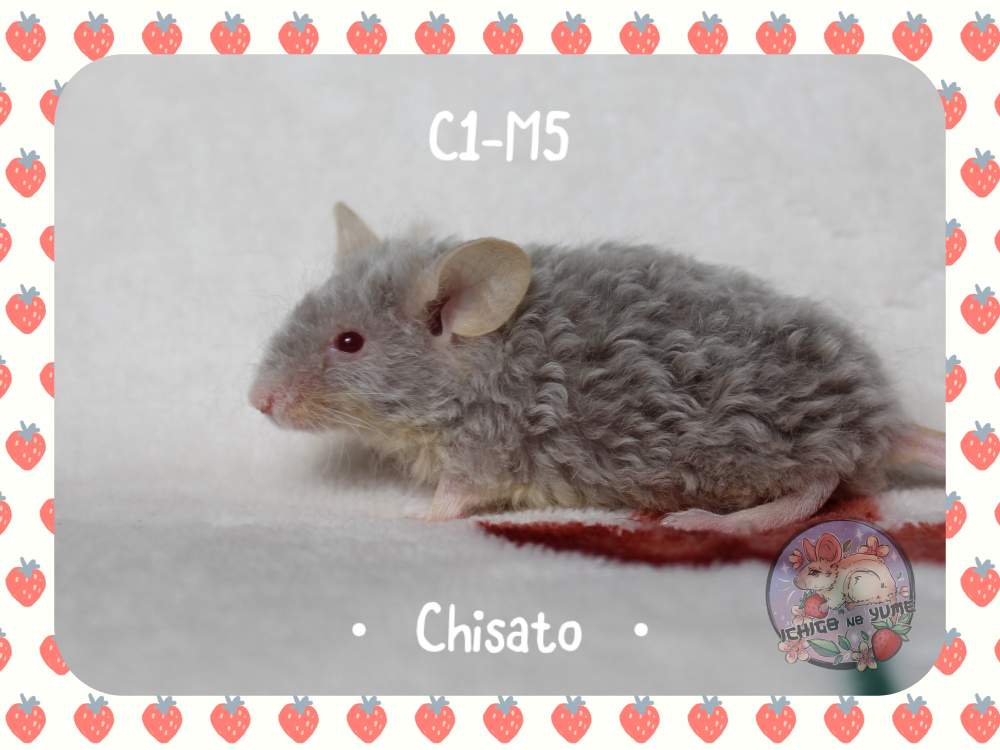 Fancy mouse Pet only Mus musculus 