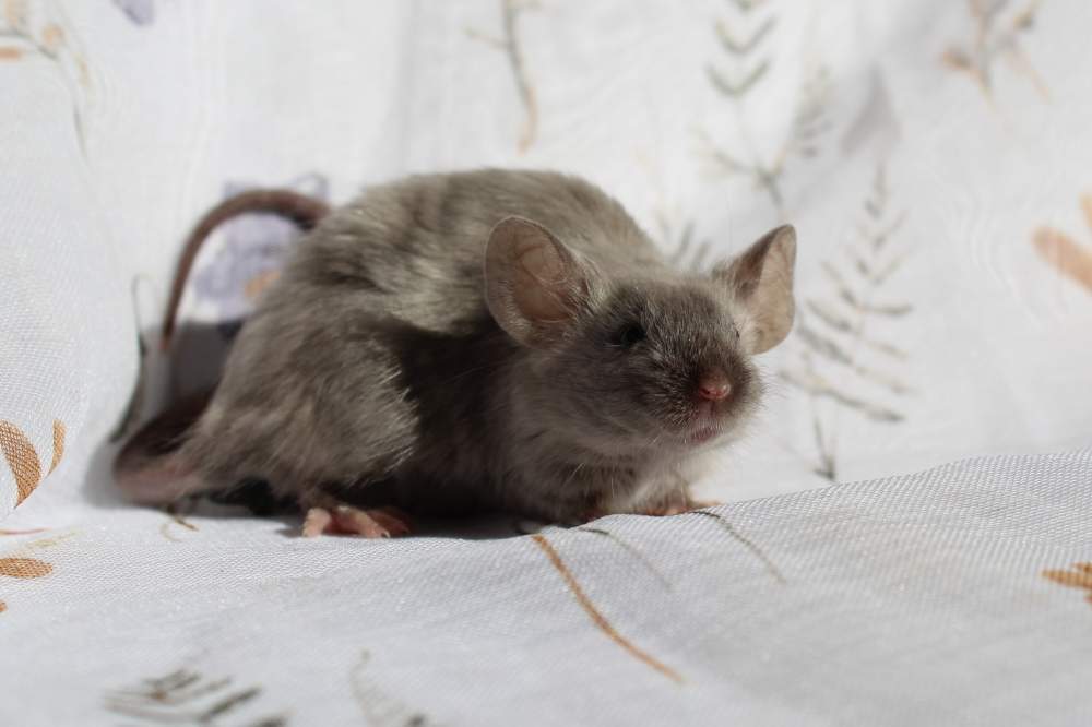 Fancy mouse Breeder Mus musculus 