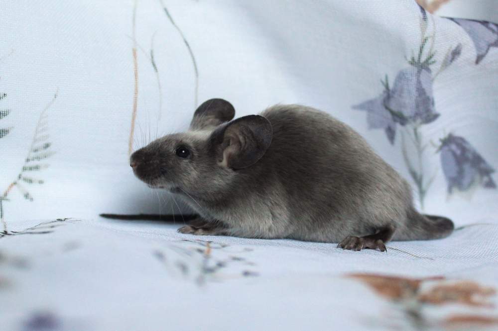 Fancy mouse Breeder Mus musculus 