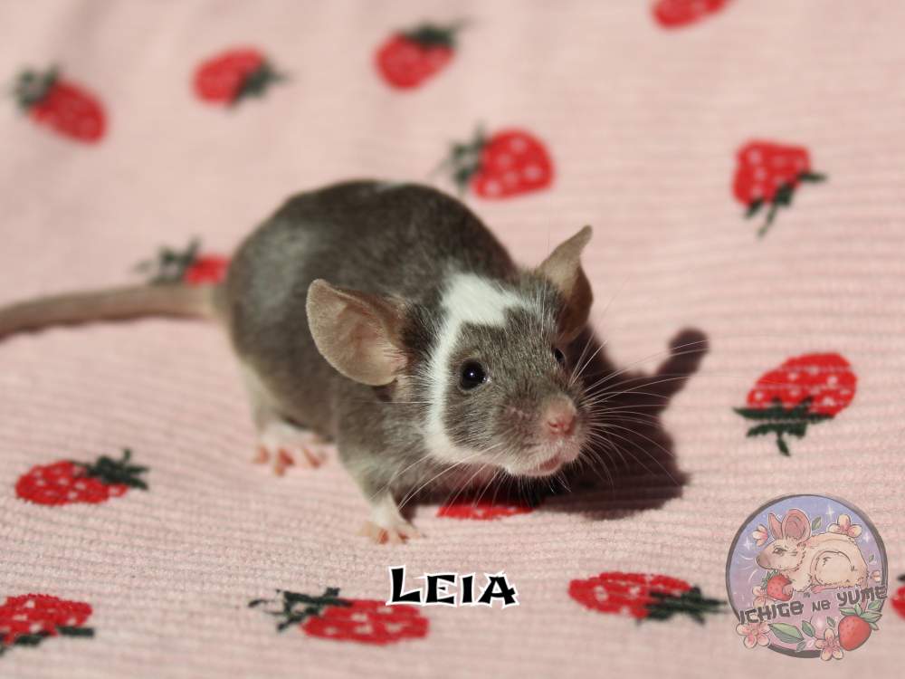 Fancy mouse Breeder Mus musculus 